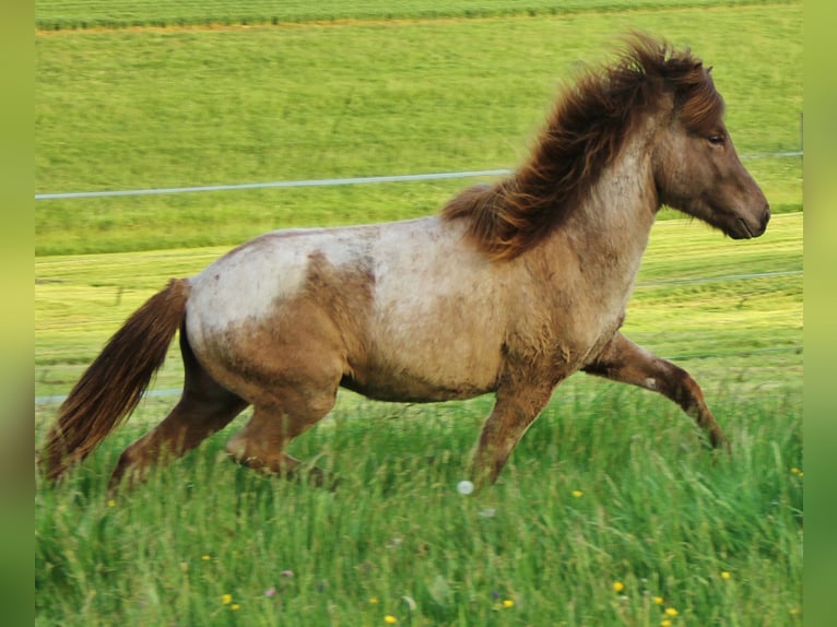 Caballos islandeses Semental 3 años 137 cm Palomino in Saarland