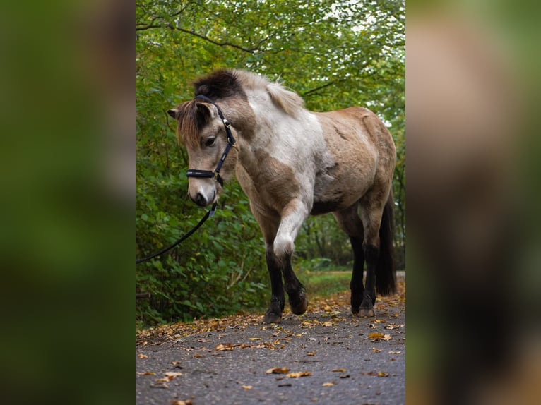 Caballos islandeses Semental 3 años 139 cm in Blunk