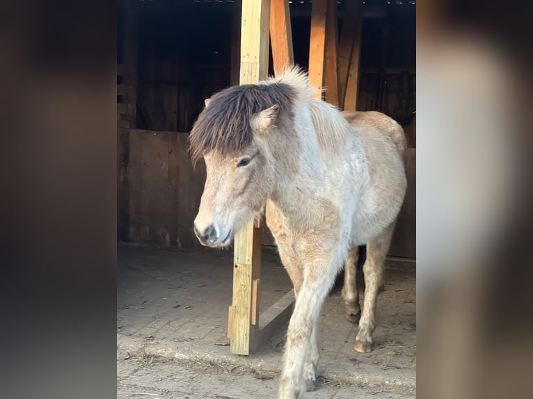 Caballos islandeses Semental 3 años 139 cm in Blunk