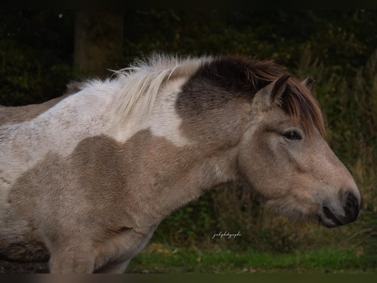 Caballos islandeses Semental 3 años 139 cm in Blunk