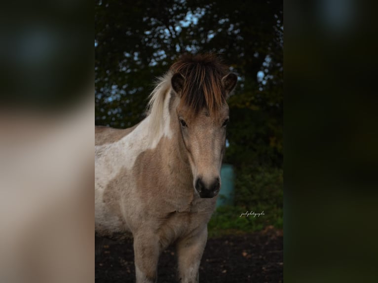 Caballos islandeses Semental 3 años 139 cm in Blunk