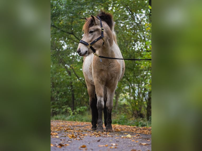 Caballos islandeses Semental 3 años 139 cm in Blunk