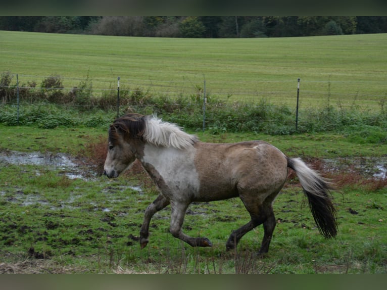 Caballos islandeses Semental 3 años 139 cm in Blunk