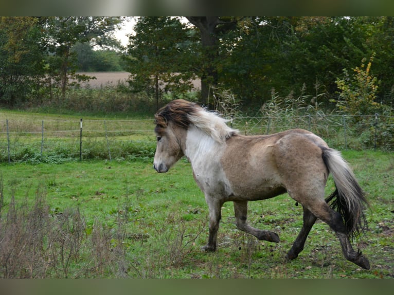 Caballos islandeses Semental 3 años 139 cm in Blunk