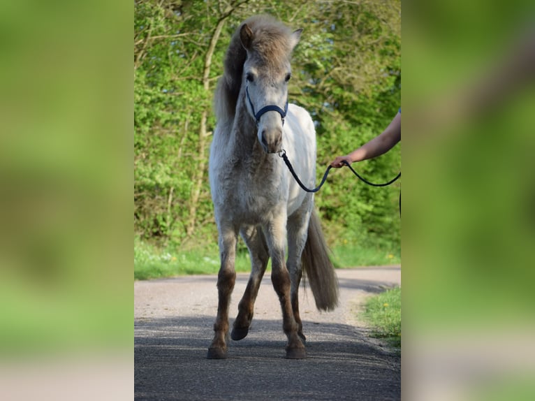 Caballos islandeses Semental 3 años 139 cm in Blunk