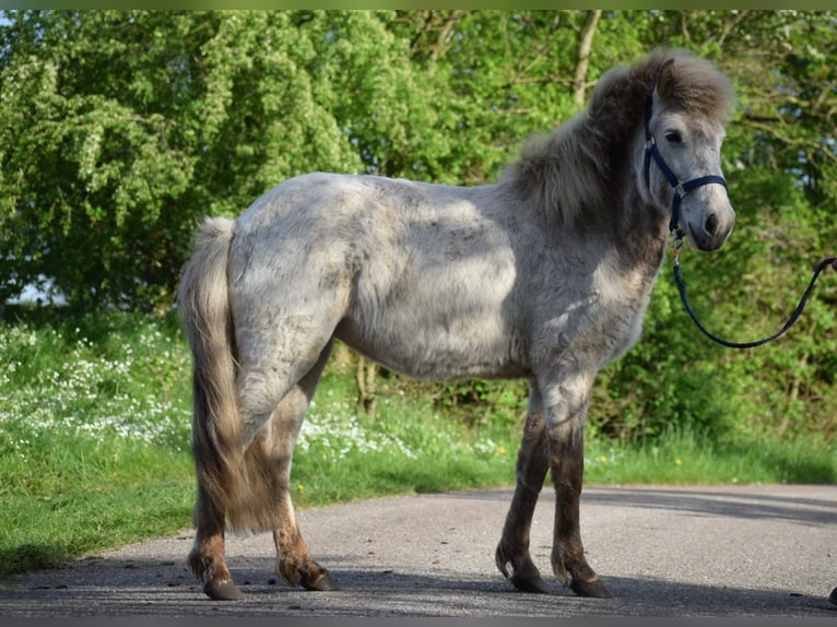 Caballos islandeses Semental 3 años 139 cm in Blunk