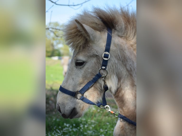 Caballos islandeses Semental 3 años 139 cm in Blunk