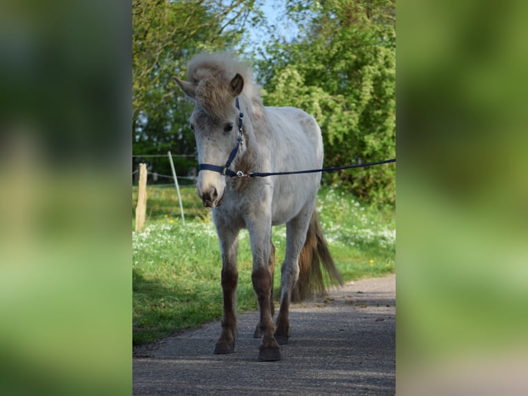 Caballos islandeses Semental 3 años 139 cm in Blunk