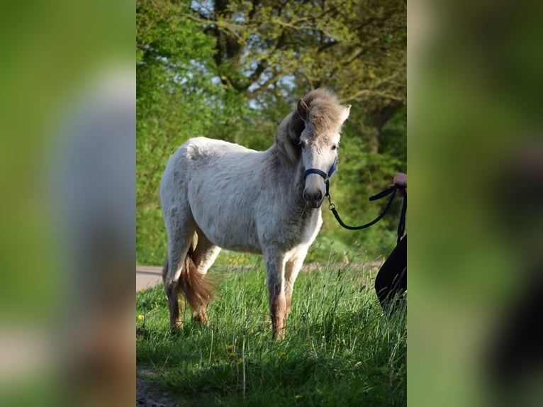 Caballos islandeses Semental 3 años 139 cm in Blunk