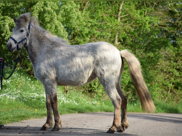 Caballos islandeses Semental 3 años 139 cm in Blunk