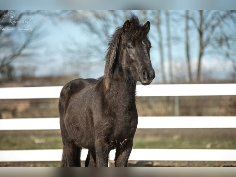 Caballos islandeses Semental 3 años 139 cm Negro in Lehmrade