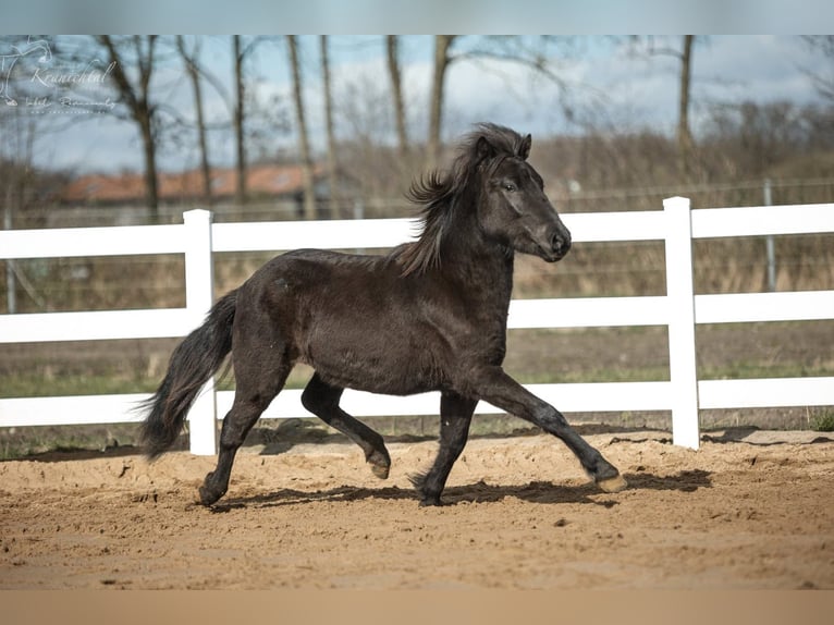Caballos islandeses Semental 3 años 139 cm Negro in Lehmrade
