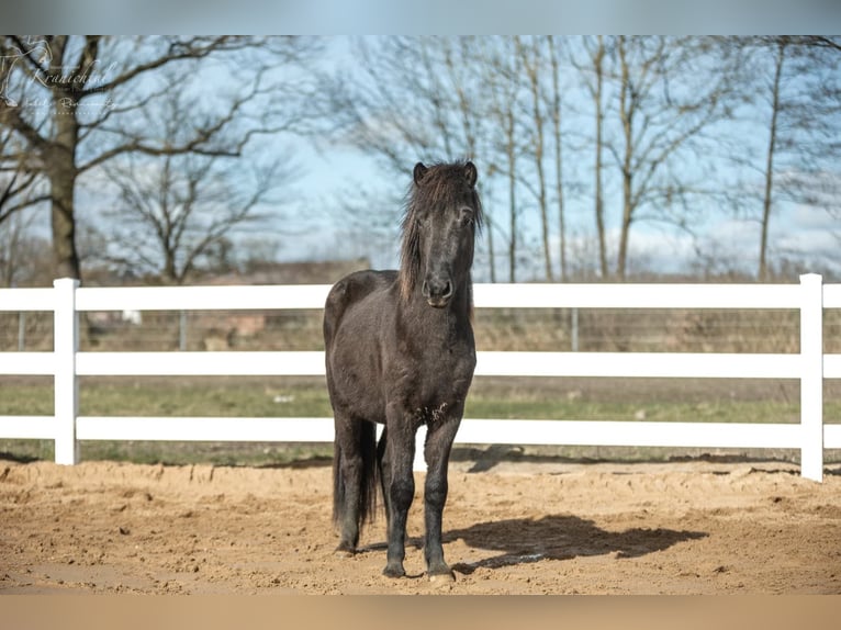 Caballos islandeses Semental 3 años 139 cm Negro in Lehmrade