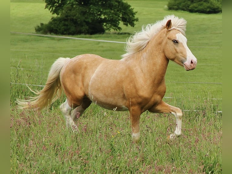 Caballos islandeses Semental 3 años 139 cm Palomino in Saarland