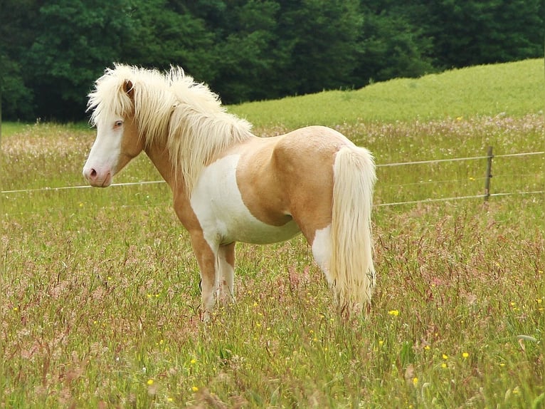 Caballos islandeses Semental 3 años 139 cm Palomino in Saarland