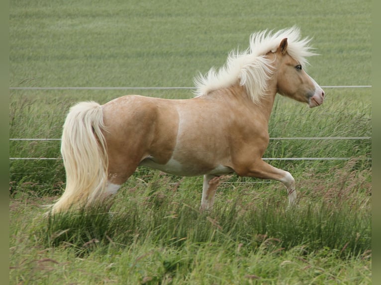 Caballos islandeses Semental 3 años 139 cm Palomino in Saarland
