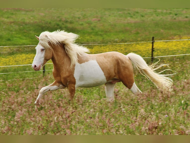 Caballos islandeses Semental 3 años 139 cm Palomino in Saarland