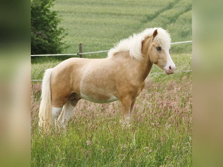 Caballos islandeses Semental 3 años 139 cm Palomino in Saarland