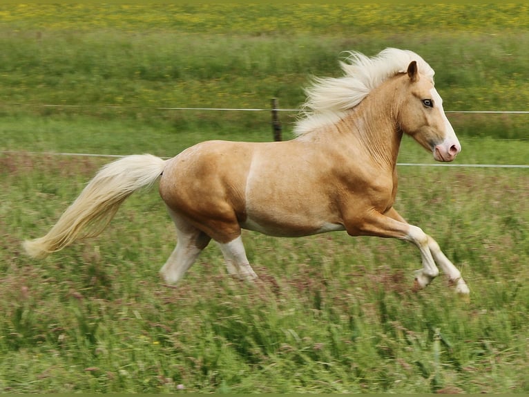 Caballos islandeses Semental 3 años 139 cm Palomino in Saarland
