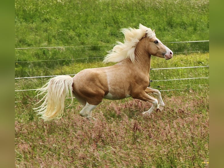 Caballos islandeses Semental 3 años 139 cm Palomino in Saarland