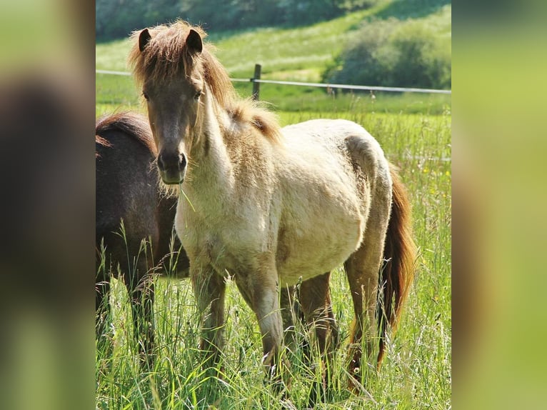 Caballos islandeses Semental 3 años 139 cm Palomino in Saarland