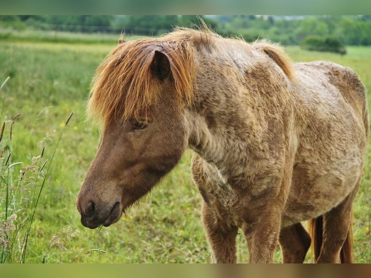 Caballos islandeses Semental 3 años 139 cm Palomino in Saarland