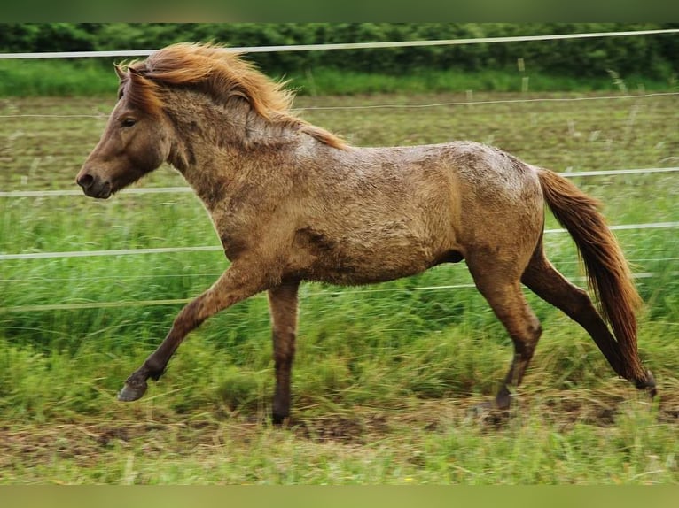 Caballos islandeses Semental 3 años 139 cm Palomino in Saarland