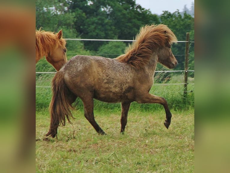 Caballos islandeses Semental 3 años 139 cm Palomino in Saarland