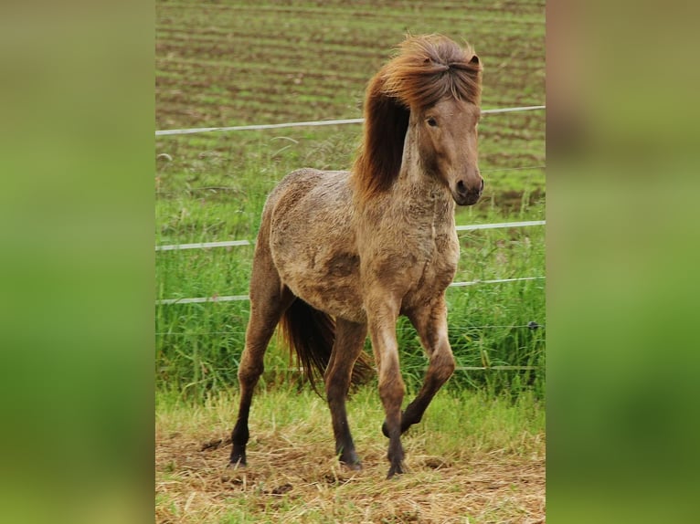 Caballos islandeses Semental 3 años 139 cm Palomino in Saarland