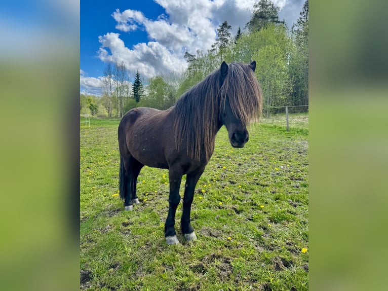 Caballos islandeses Semental 3 años 140 cm Alazán-tostado in Vigra