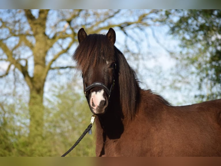 Caballos islandeses Semental 3 años 140 cm in Blunk