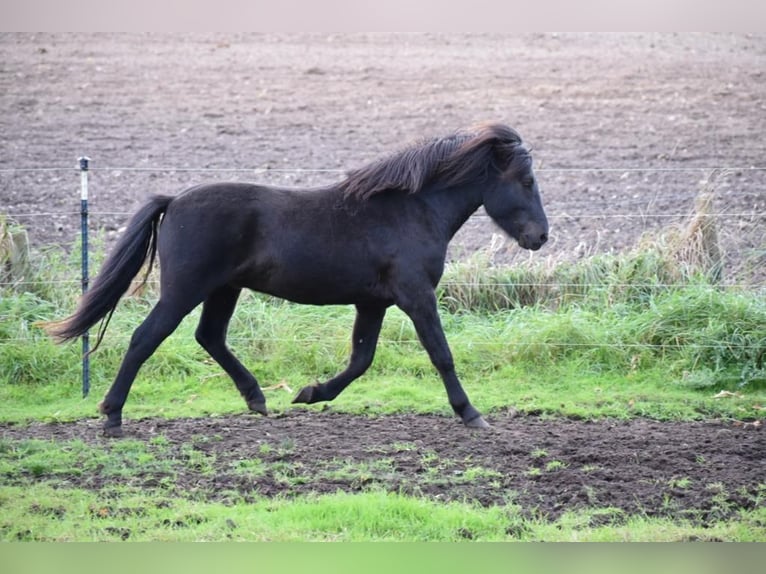 Caballos islandeses Semental 3 años 140 cm in Blunk