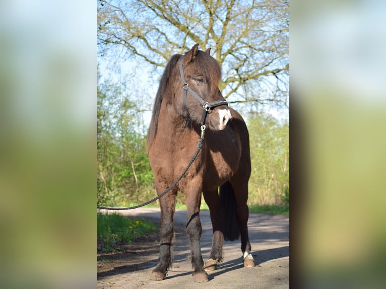 Caballos islandeses Semental 3 años 140 cm in Blunk