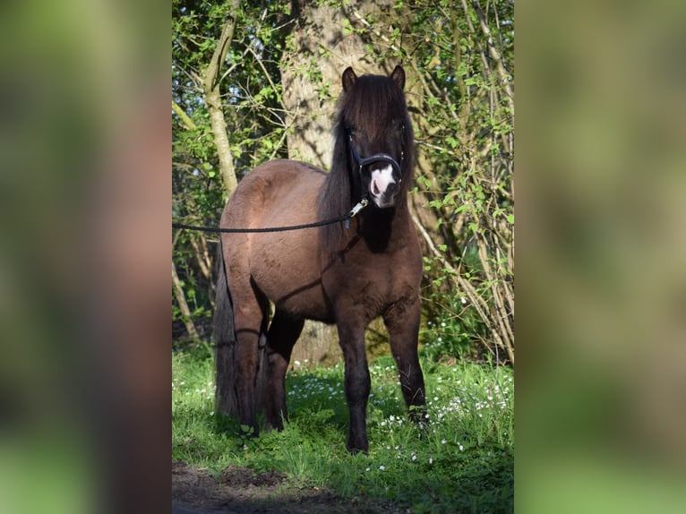 Caballos islandeses Semental 3 años 140 cm in Blunk