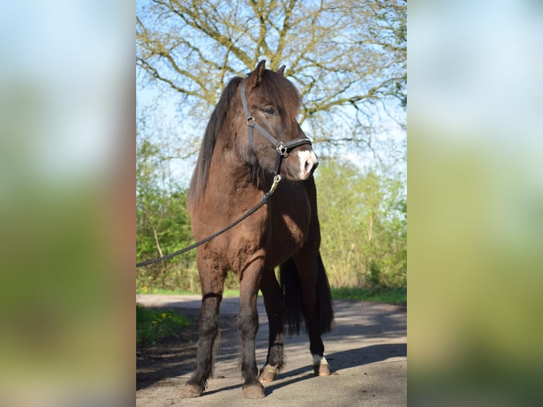 Caballos islandeses Semental 3 años 140 cm in Blunk