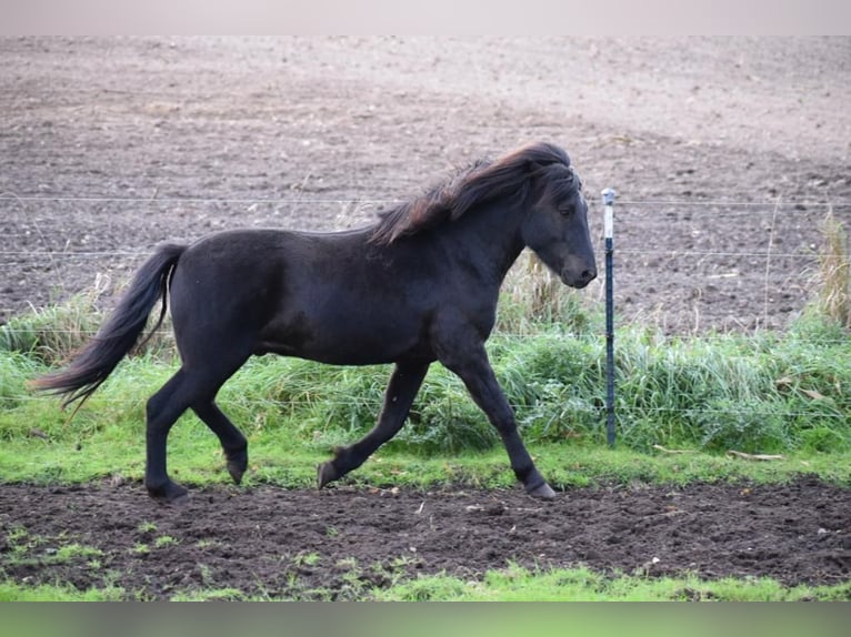 Caballos islandeses Semental 3 años 140 cm in Blunk