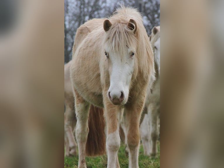 Caballos islandeses Semental 3 años 140 cm Palomino in Saarland