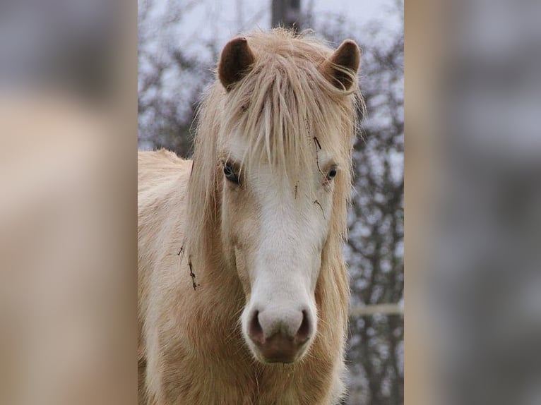 Caballos islandeses Semental 3 años 140 cm Palomino in Saarland