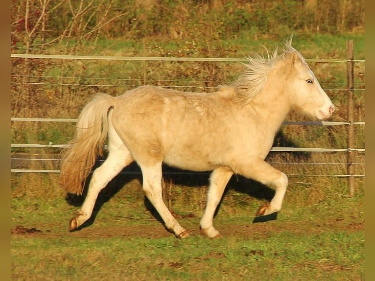 Caballos islandeses Semental 3 años 140 cm Palomino in Saarland