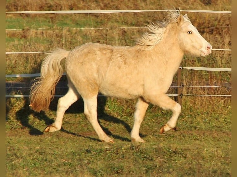 Caballos islandeses Semental 3 años 140 cm Palomino in Saarland