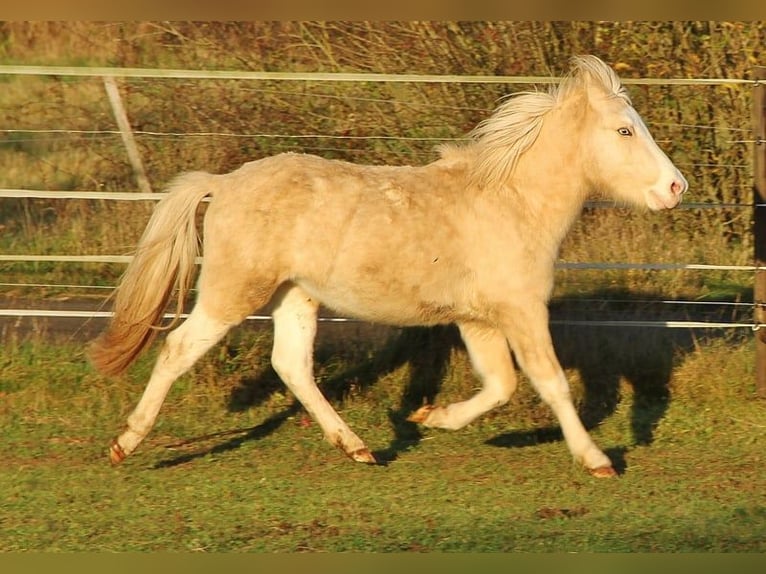 Caballos islandeses Semental 3 años 140 cm Palomino in Saarland