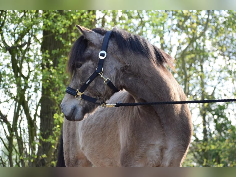 Caballos islandeses Semental 3 años 142 cm in NehmsBlunk