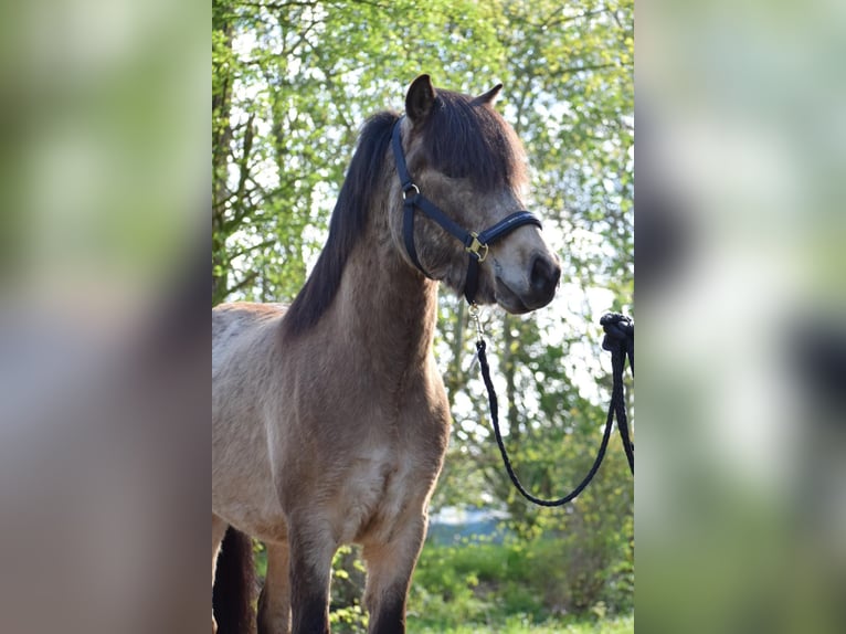 Caballos islandeses Semental 3 años 142 cm in NehmsBlunk