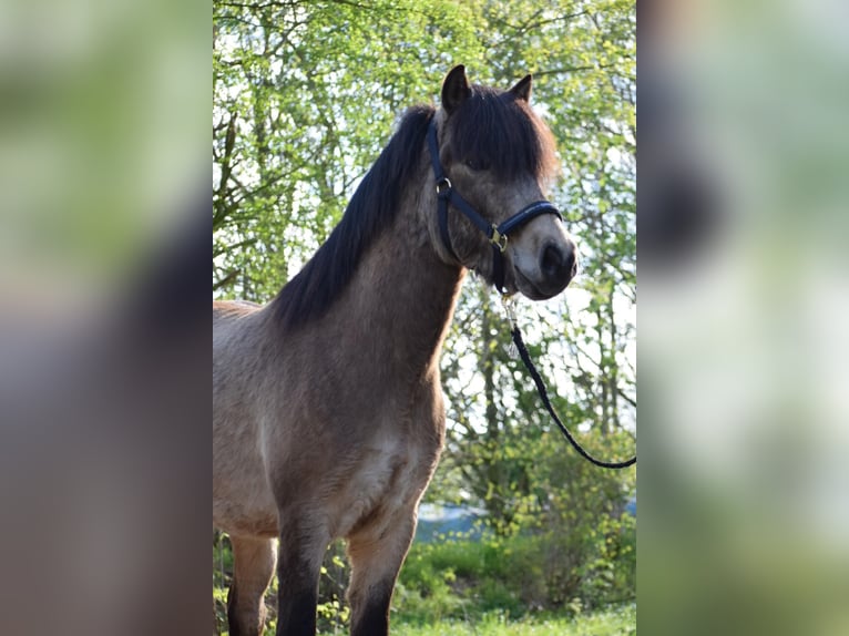 Caballos islandeses Semental 3 años 142 cm in NehmsBlunk