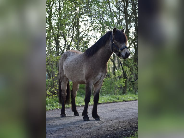 Caballos islandeses Semental 3 años 142 cm in NehmsBlunk