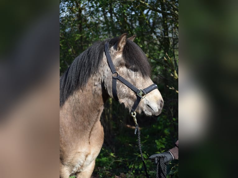 Caballos islandeses Semental 3 años 142 cm in NehmsBlunk