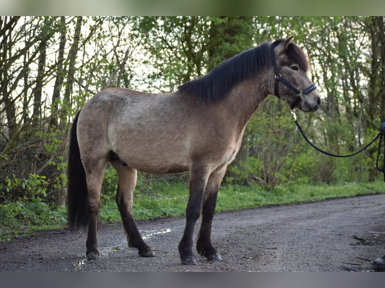 Caballos islandeses Semental 3 años 142 cm in NehmsBlunk