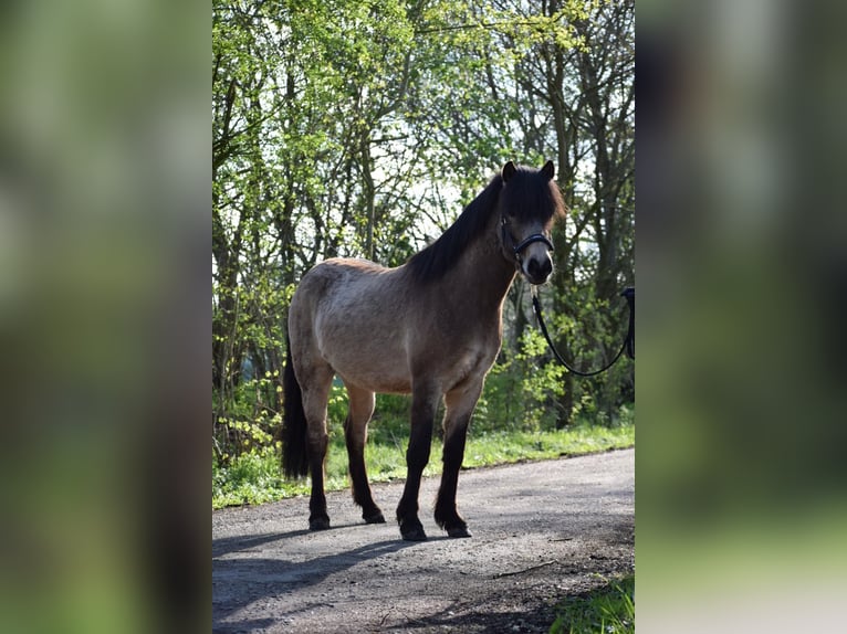 Caballos islandeses Semental 3 años 142 cm in NehmsBlunk