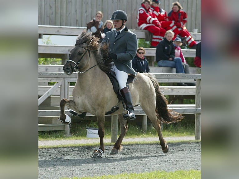 Caballos islandeses Semental 3 años 142 cm Negro in Ehndorf