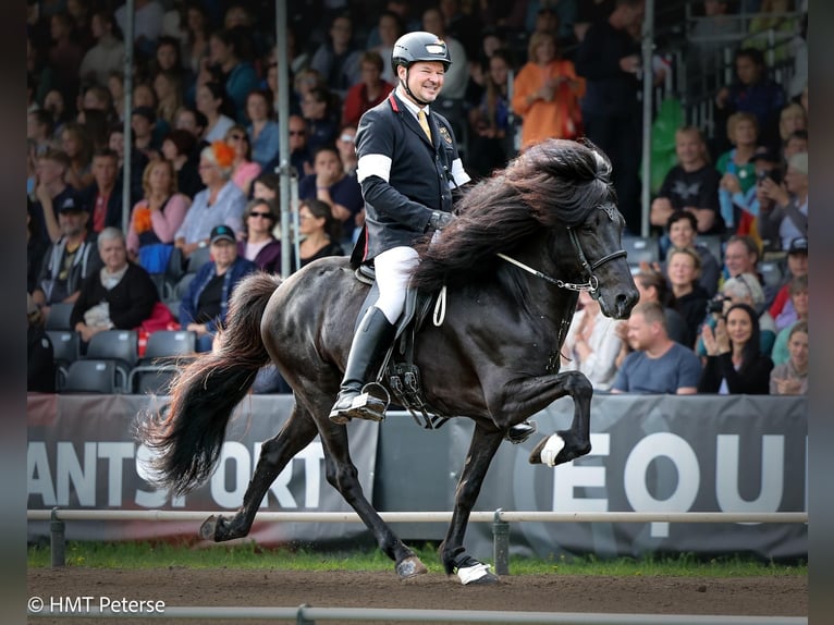 Caballos islandeses Semental 3 años 142 cm Negro in Ehndorf